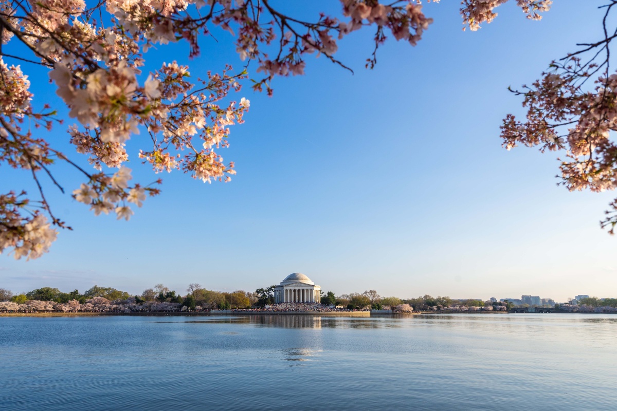 华盛顿特区樱花季 - kevin062397 - 图虫