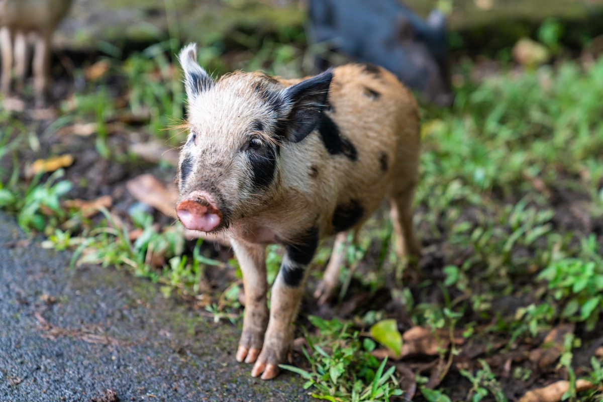 夏威夷动物 - kevin062397 - 图虫