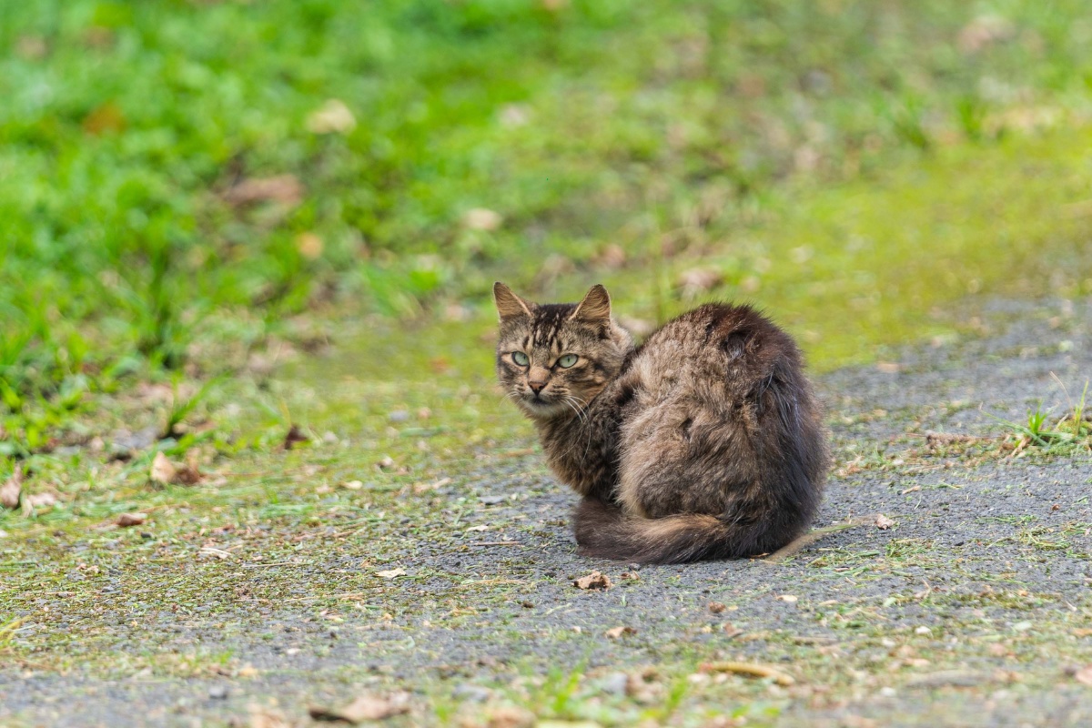 夏威夷动物 - kevin062397 - 图虫