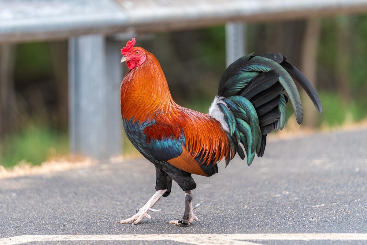 夏威夷动物 - kevin062397 - 图虫