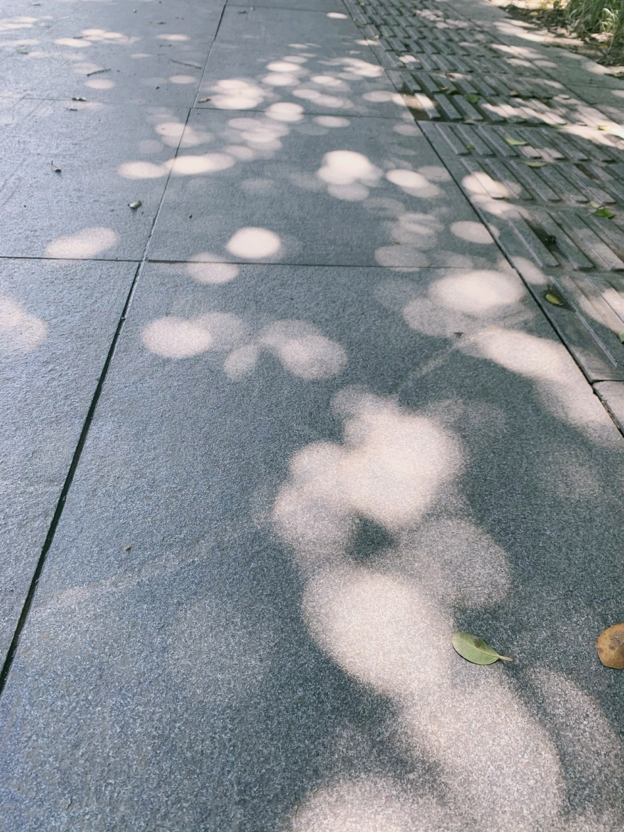 树影下阳光斑驳雨后街道
