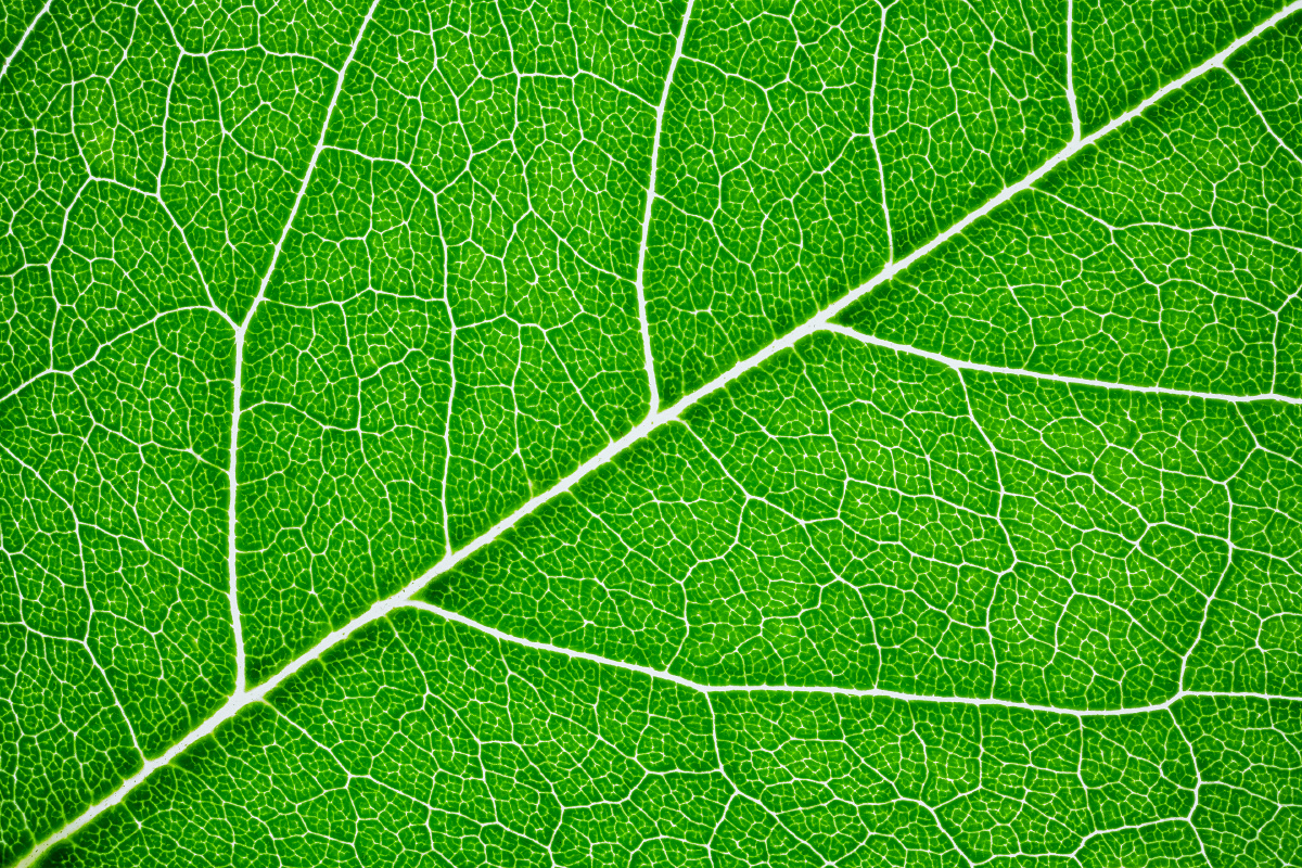 叶之脉络 - yien666 - 图虫