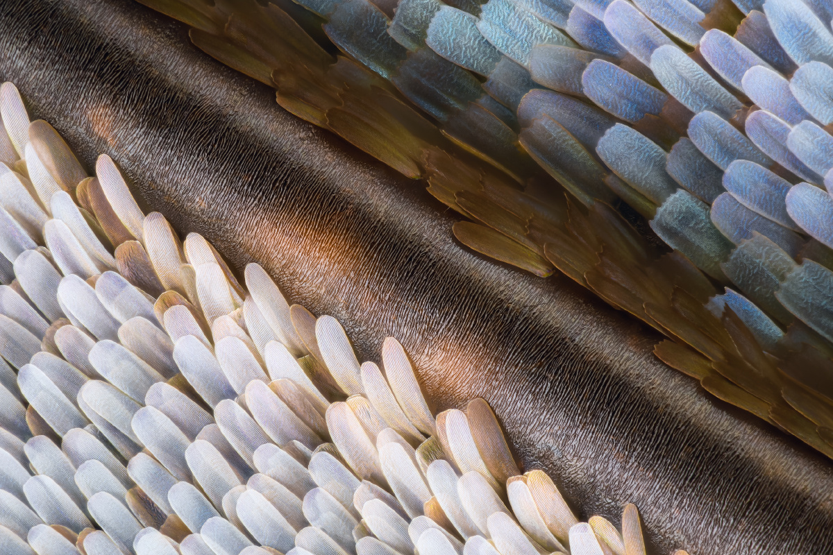 蓝豹蛱蝶蝴蝶翅膀鳞片