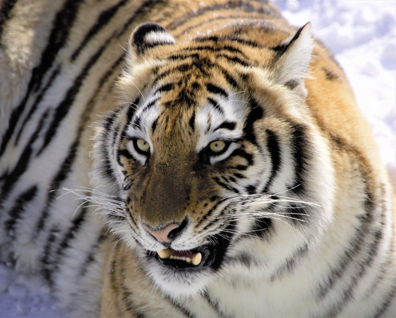 虎视眈眈 - 南山樵夫a - 图虫