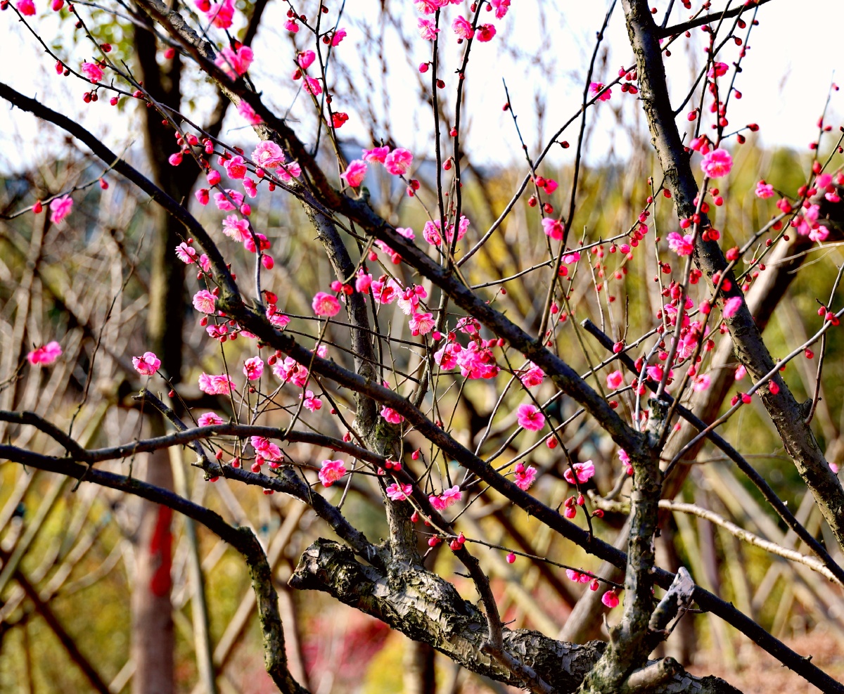 雪梅岭红梅报春梅开百花之先独天下而春牛首山的雪梅岭就先迎来了红梅