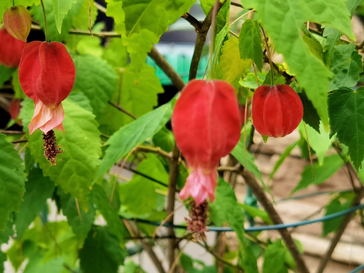 蔓性悬铃花###风光摄影师的日常南山樵夫a关注