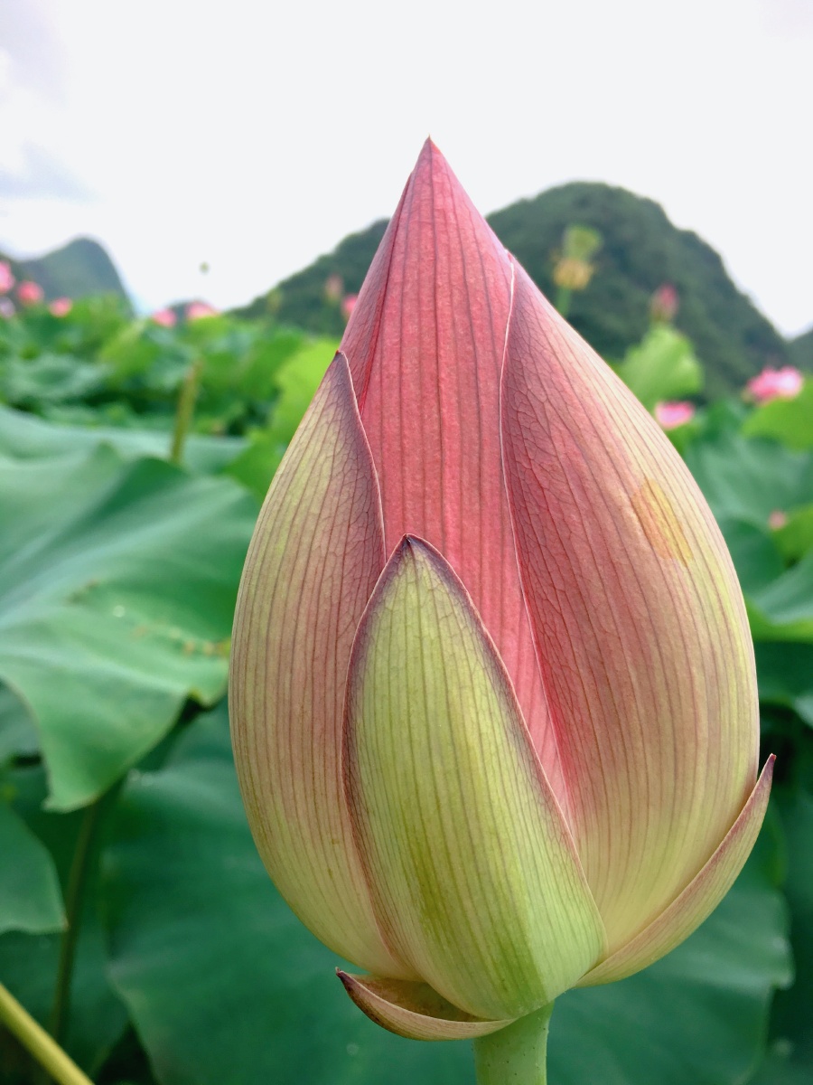 手机拍摄于云南普者黑荷花苞手机拍摄于云南普者黑我不注重它的美着重