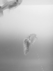 524083