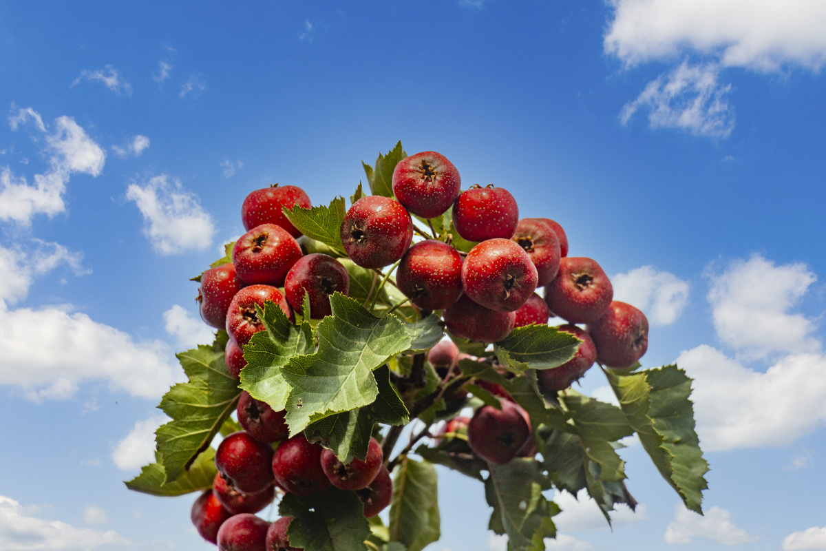 山楂就像一捧玫瑰花,在成熟的季节里绽放出最美丽的一面