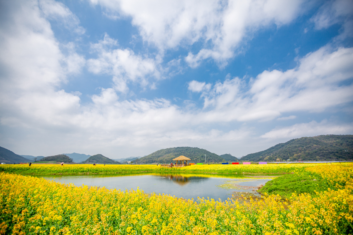 流金溢彩邂逅铜鉴湖油菜花海满目金黄香百里一方春色醉千年1