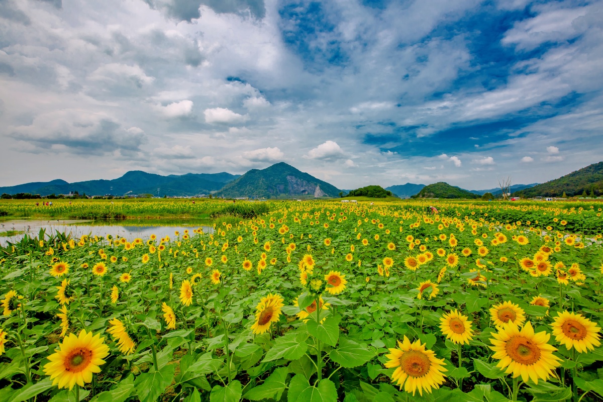 最美的季节双浦花海向日葵1花朵在清晨绽开向着太阳金黄色的花瓣香气