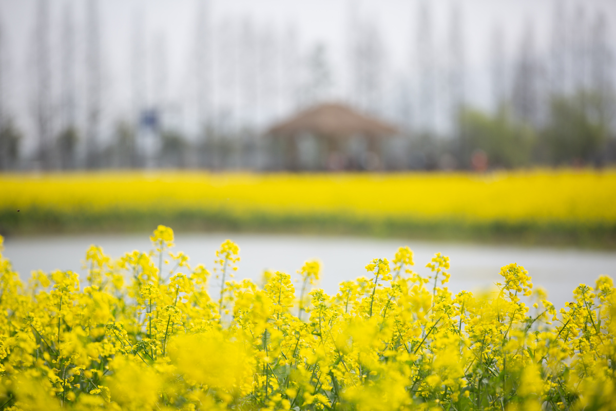 流金溢彩邂逅铜鉴湖油菜花海满目金黄香百里一方春色醉千年1