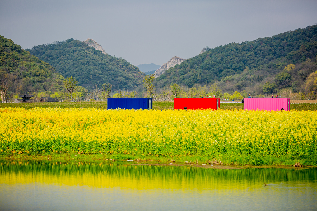 流金溢彩邂逅铜鉴湖油菜花海满目金黄香百里一方春色醉千年1