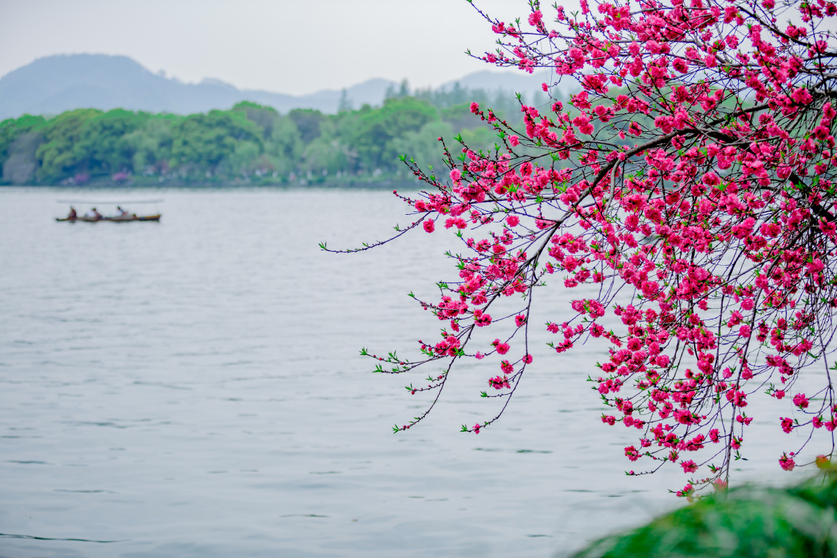 西湖美,西湖美美就美在花和水我唱湖边朵朵花我唱湖中绿绿水阳春桃花