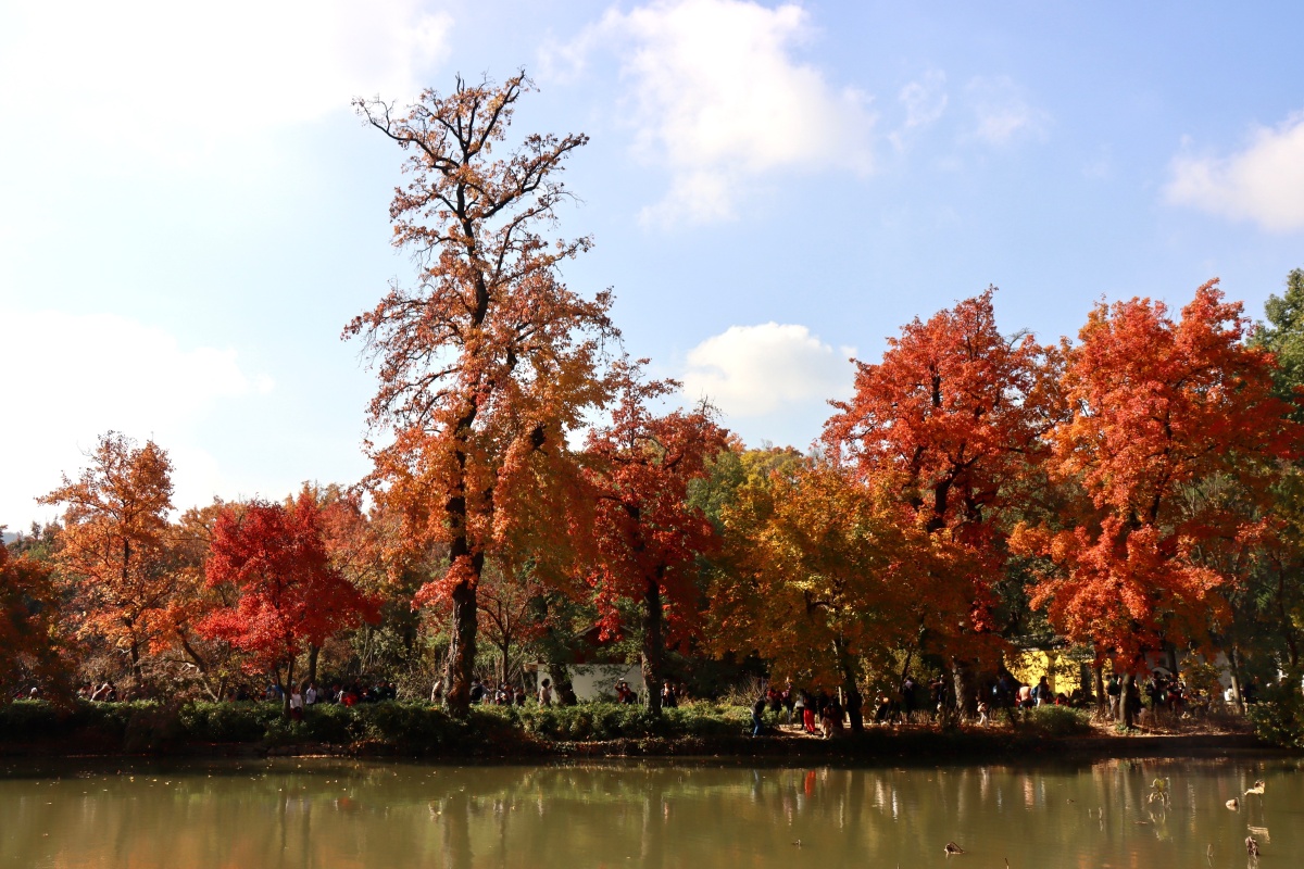 苏州天平山红枫