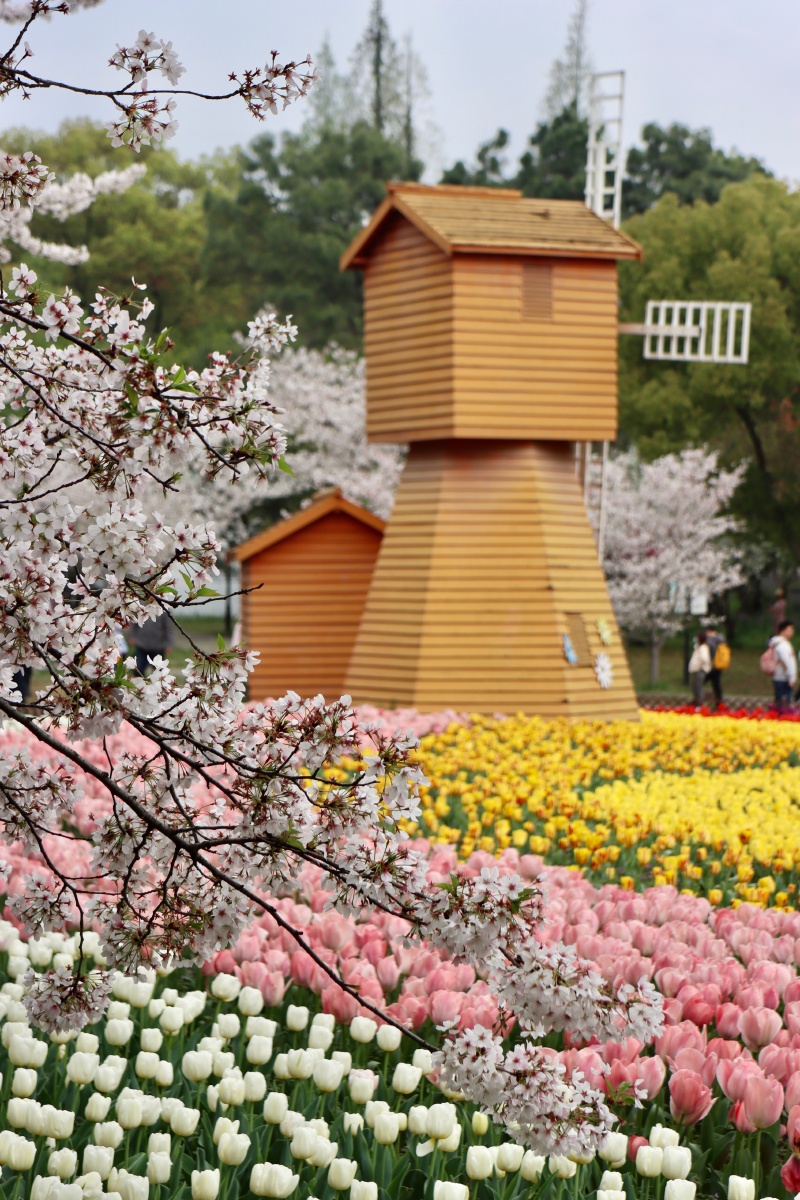 苏州上方山国家森林公园苏州最佳赏樱胜地