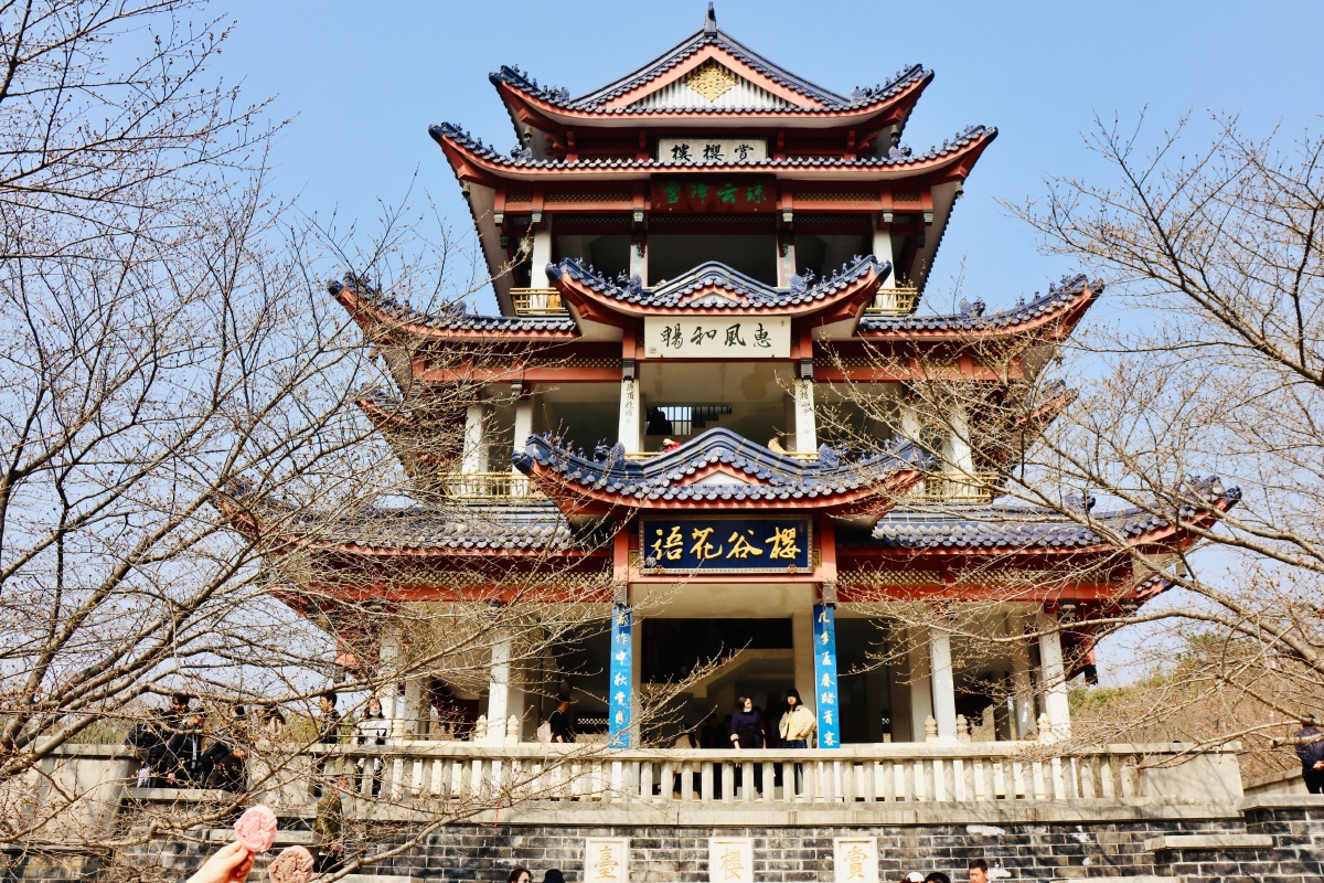 无锡鼋头渚太湖仙岛广福寺樱花谷