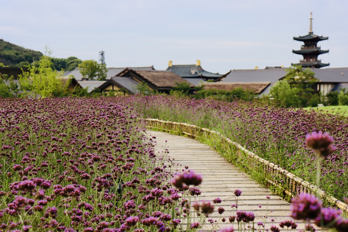 拈花湾梵天花海