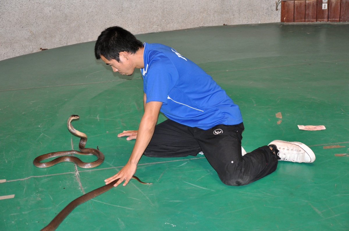 眼镜王蛇-人蛇大战