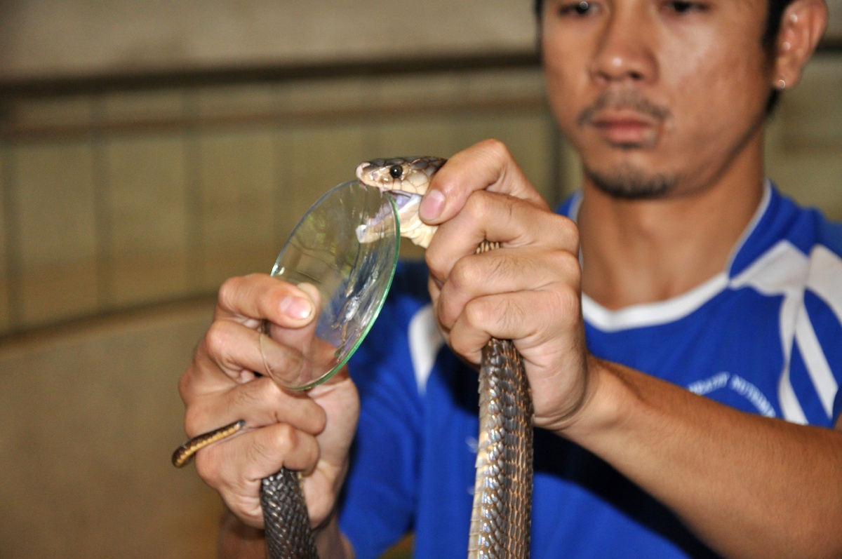 眼镜王蛇-人蛇大战