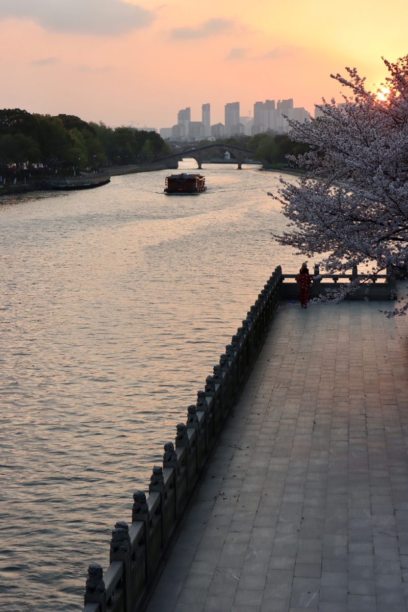 人民桥堍护城河畔一株樱花夕阳西下苏州人民桥护城河