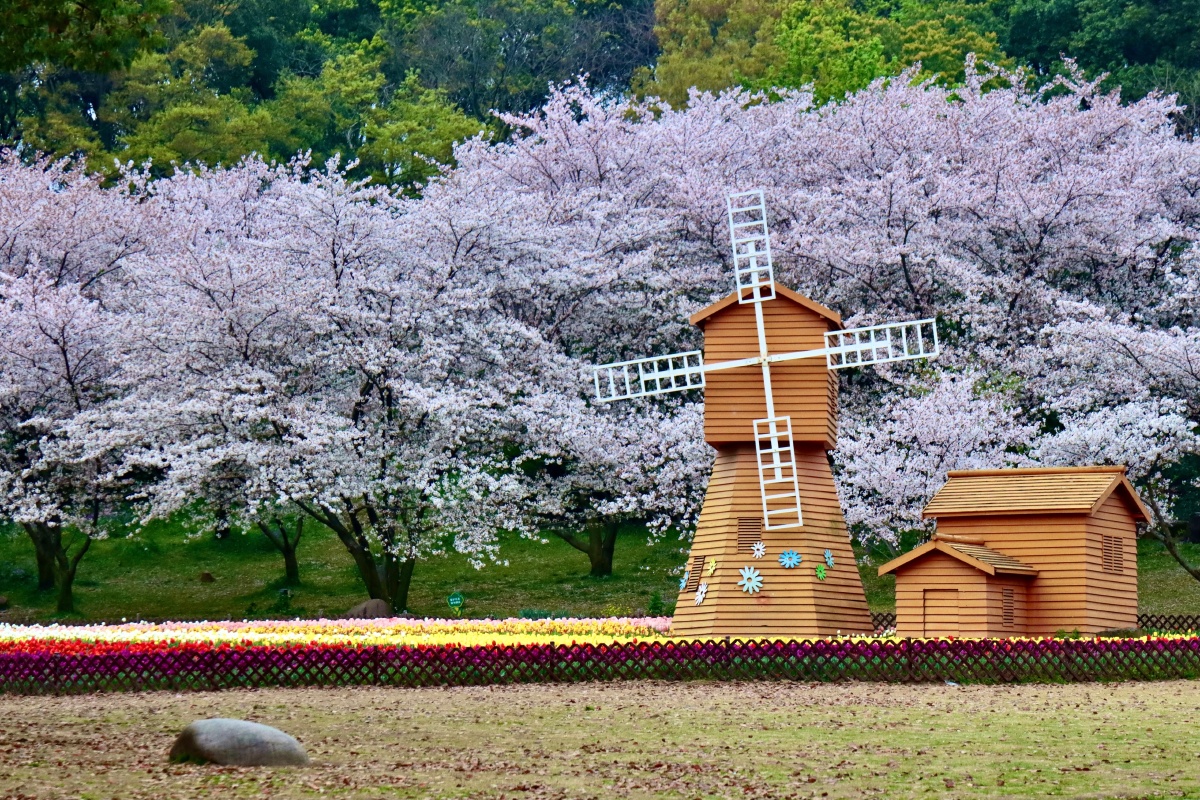 苏州上方山国家森林公园苏州最佳赏樱胜地