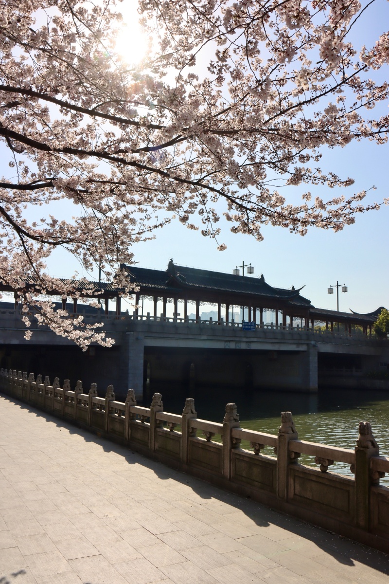 人民桥堍护城河畔一株樱花美煞姑苏