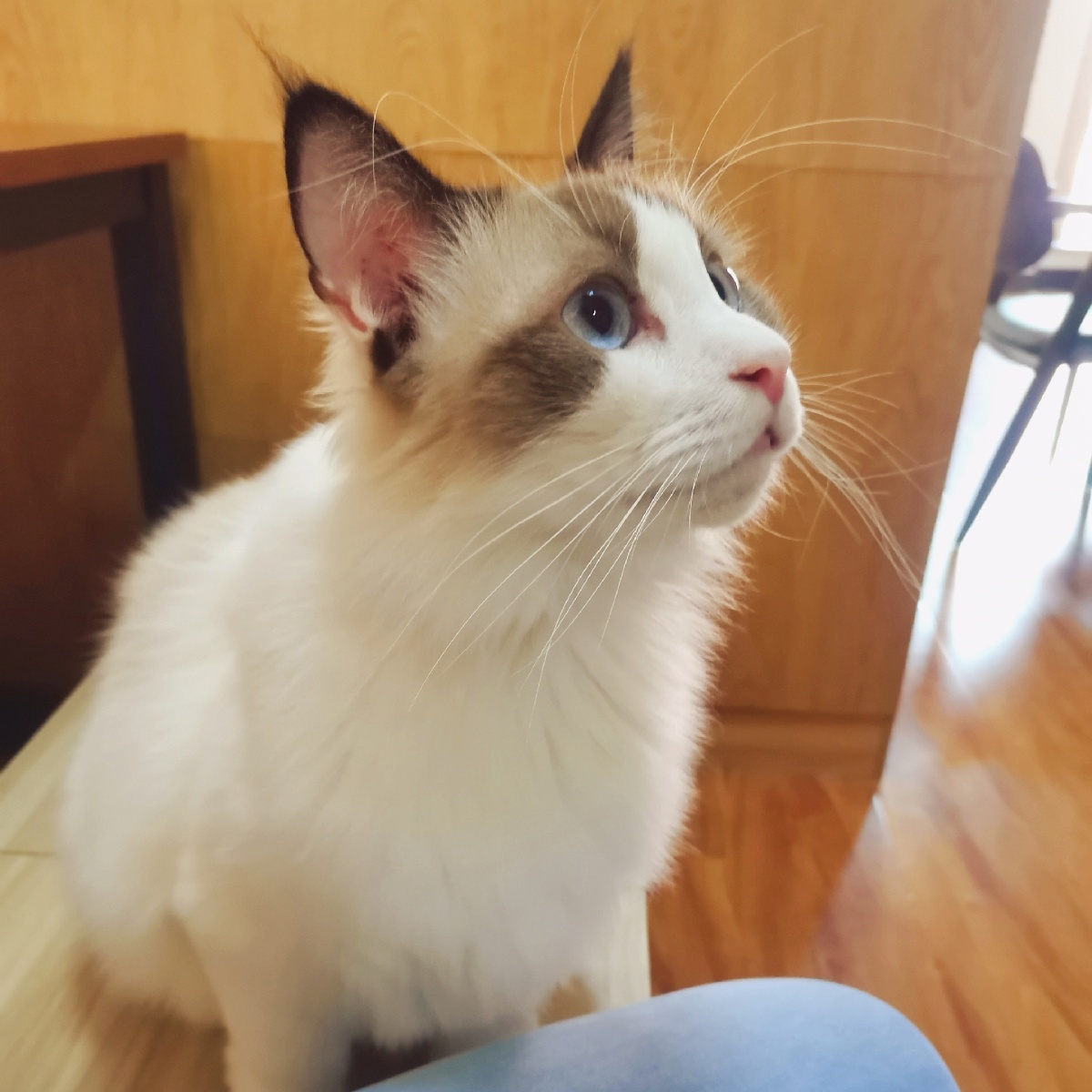 布偶猫 暹罗猫 - 小梁758 - 图虫