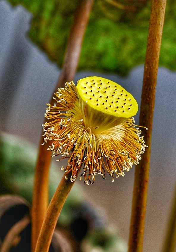 金黄色的莲花芯