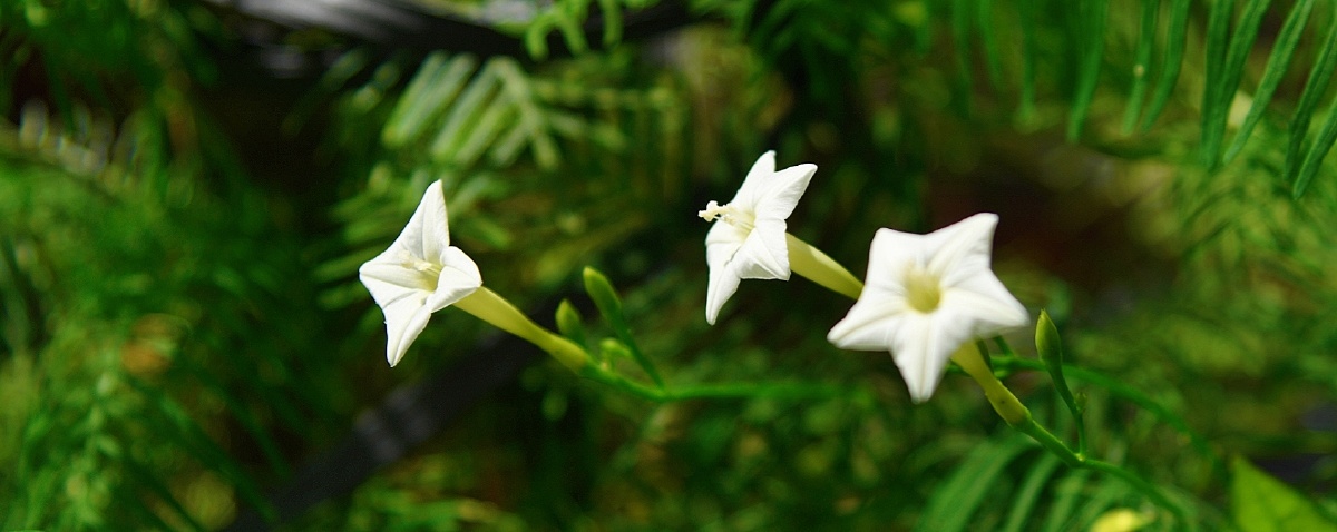 三朵白色的五角星花