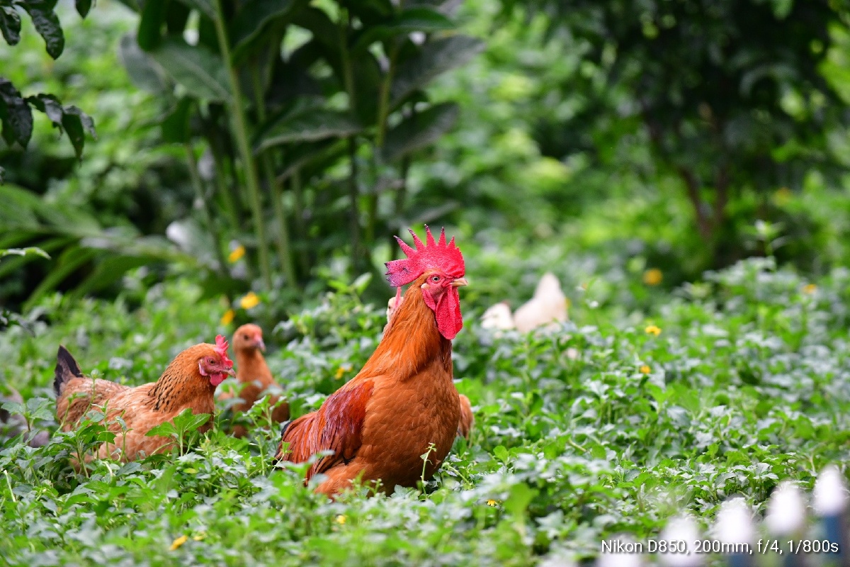 随拍乡下散养的公鸡