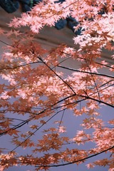 120380FE-19A9-43E8-963B-EA19EB9474AC/L0/001
