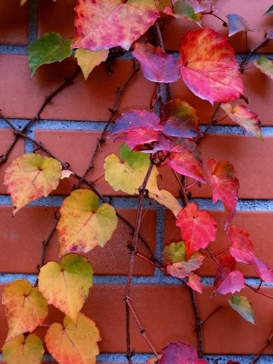 秋天的颜色爬山虎