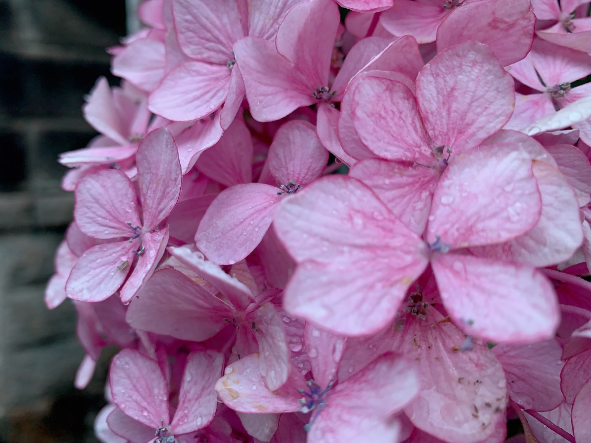 夏天的日本神社寺庙花手水下雨之后花瓣洗干净了颜色也洗没了