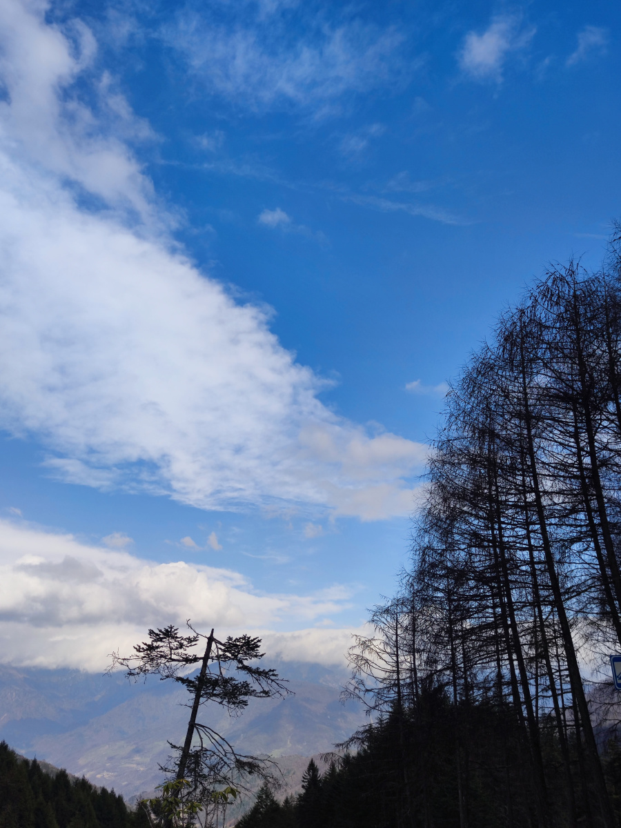 雅安61神木垒61红杉林