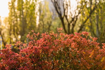 _DSC3985-1