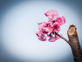 _DSC3886-1