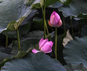 _DSC6013-2