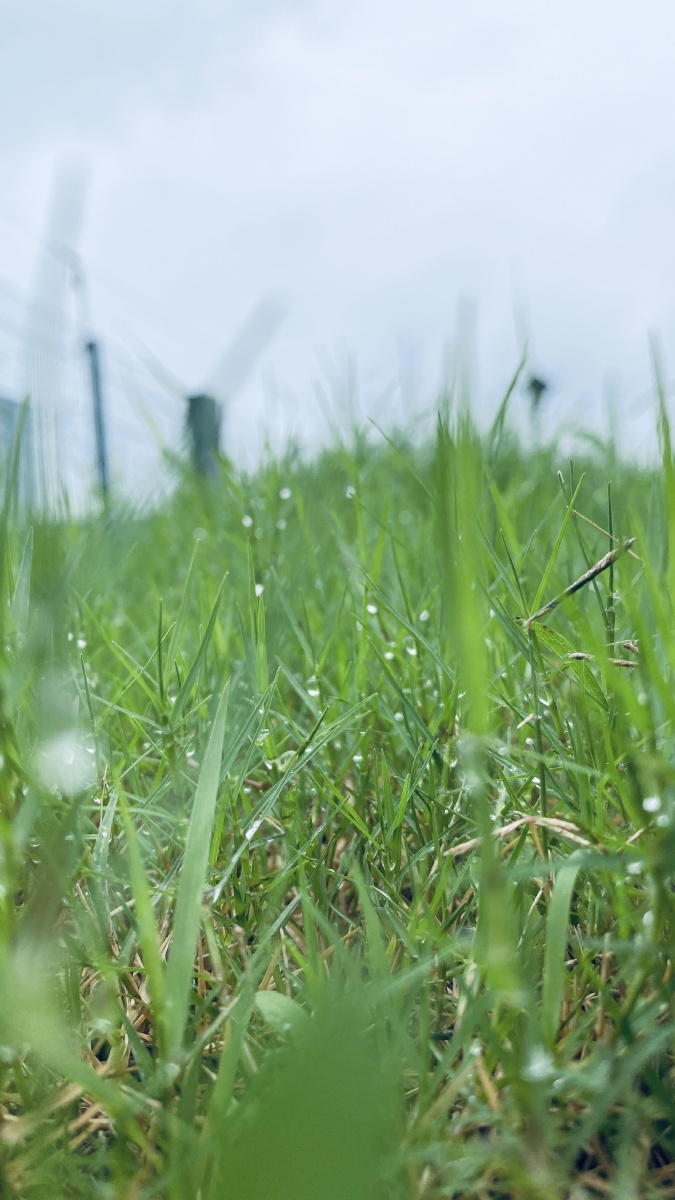青草雨水