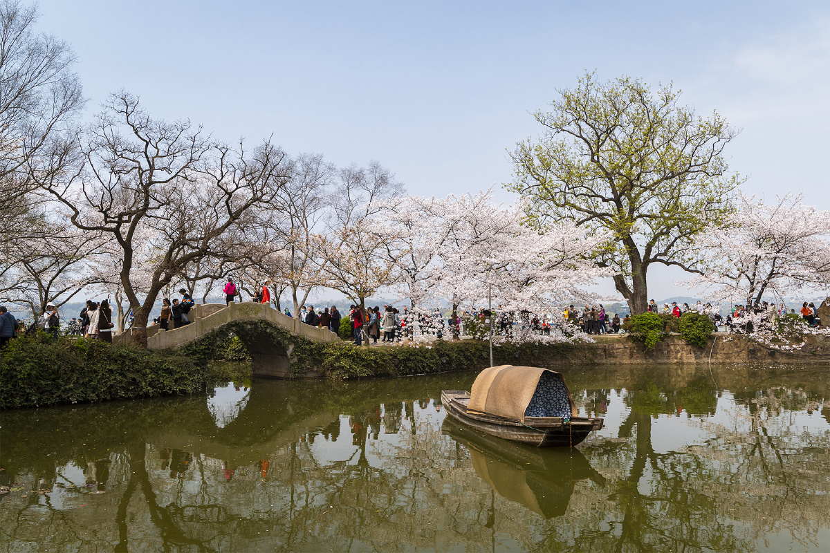 无锡鼋头渚樱花季
