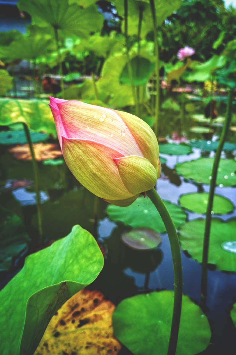映日荷花赏莲韵(手机)