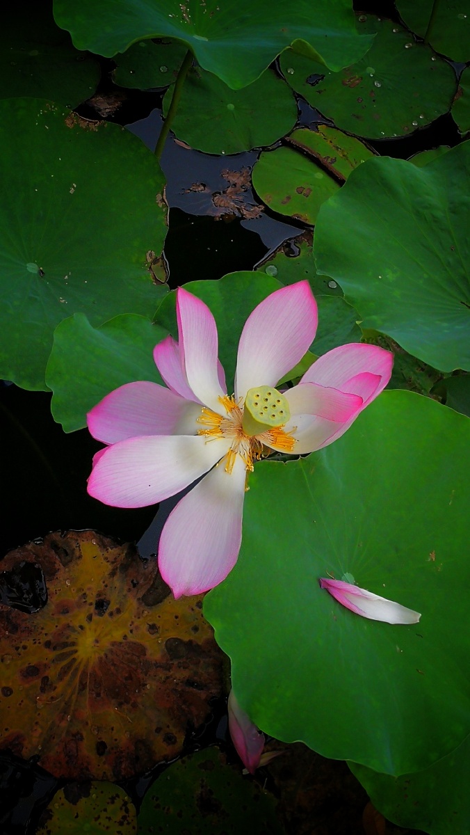 映日荷花赏莲韵(手机)