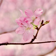 2F97159B-D2EA-4FDC-A44F-F830BA8A0886/L0/001