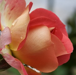 C2B294FA-8FFD-4093-97FC-BFDCEFF67977/L0/001