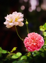 572B9EED-067A-4CF0-BD04-6E823F3ACB89/L0/001