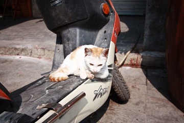 北海的猫