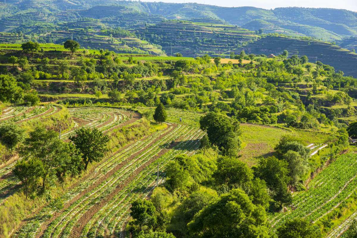 甘肃陇东黄土高原七月景色