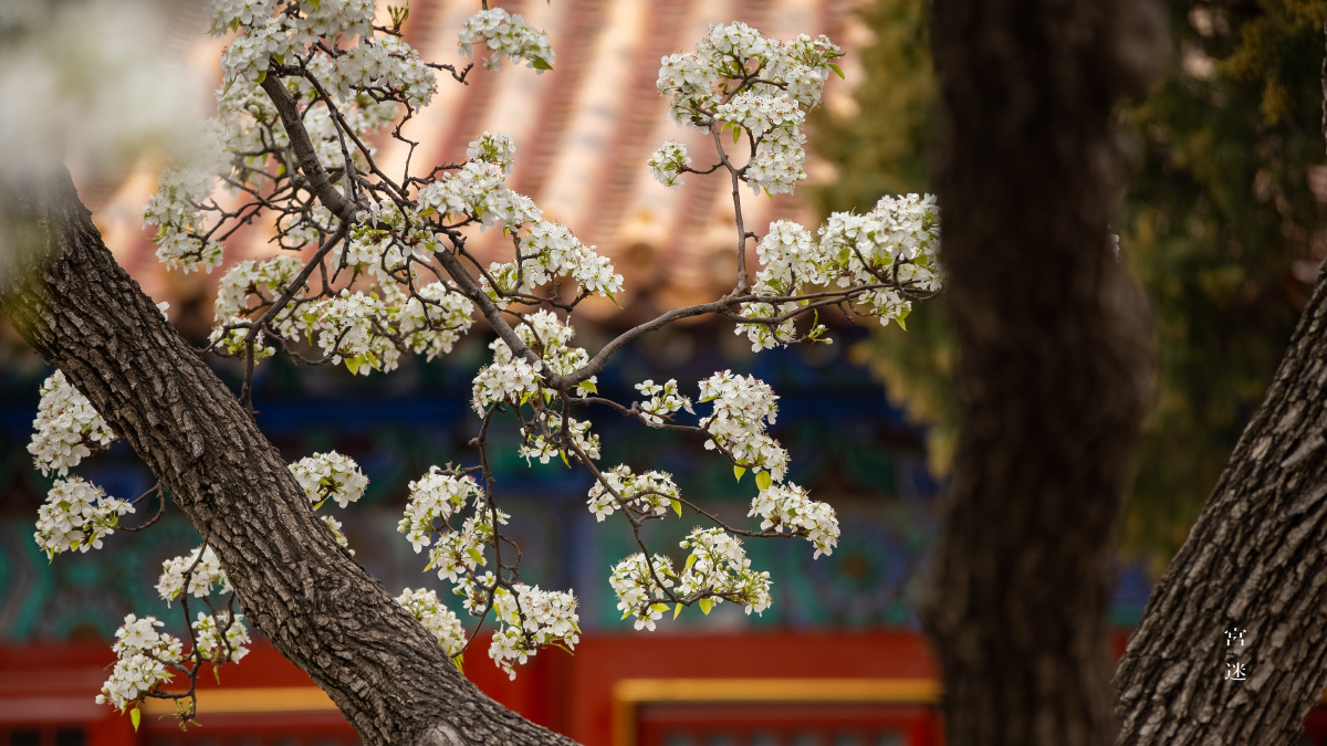 故宫春花图 - 我是故宫迷 - 图虫