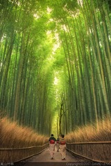 岚山竹林c-