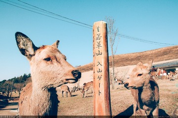 IMG_1309-版权